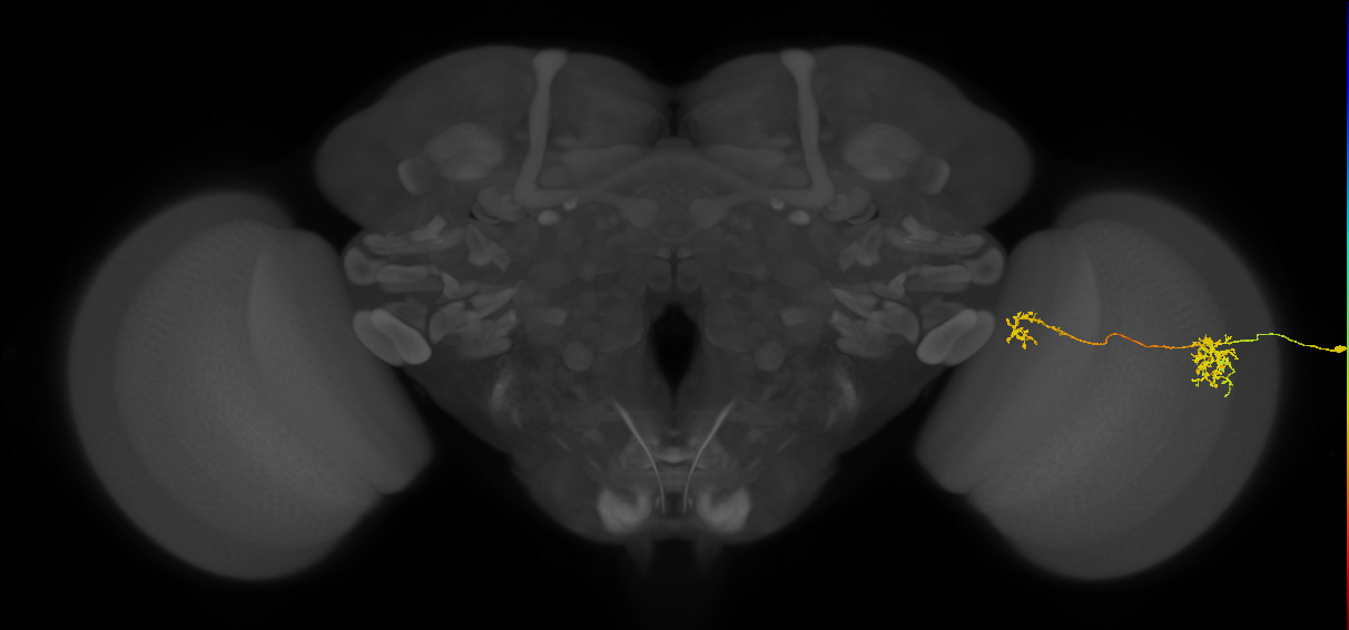 Tm38_R (MaleCNS:42180)