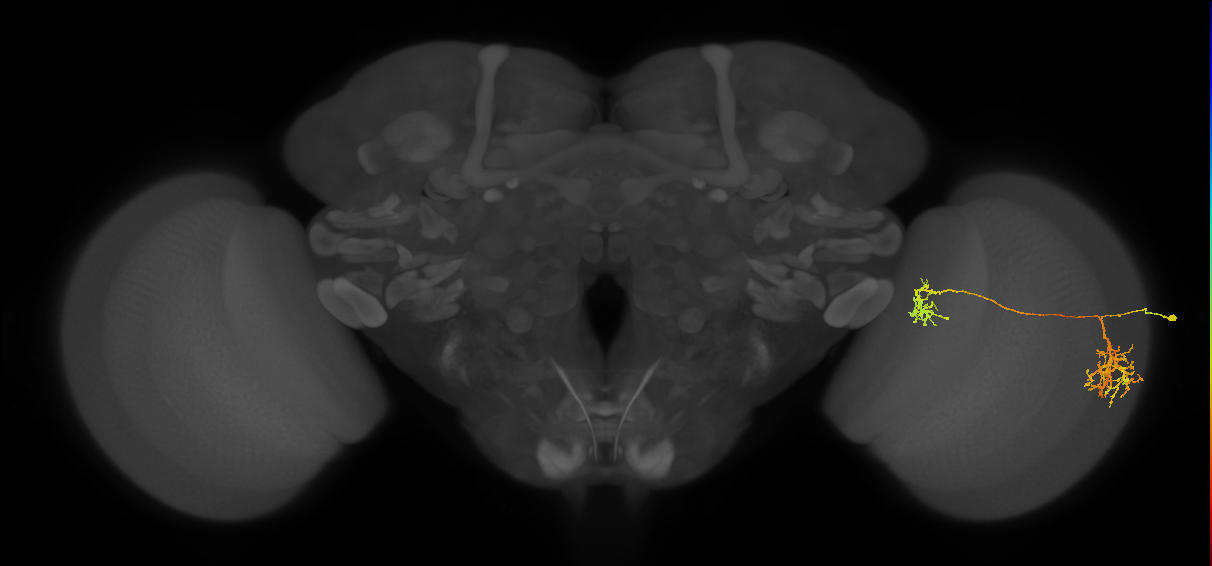 Tm38_R (MaleCNS:30538)