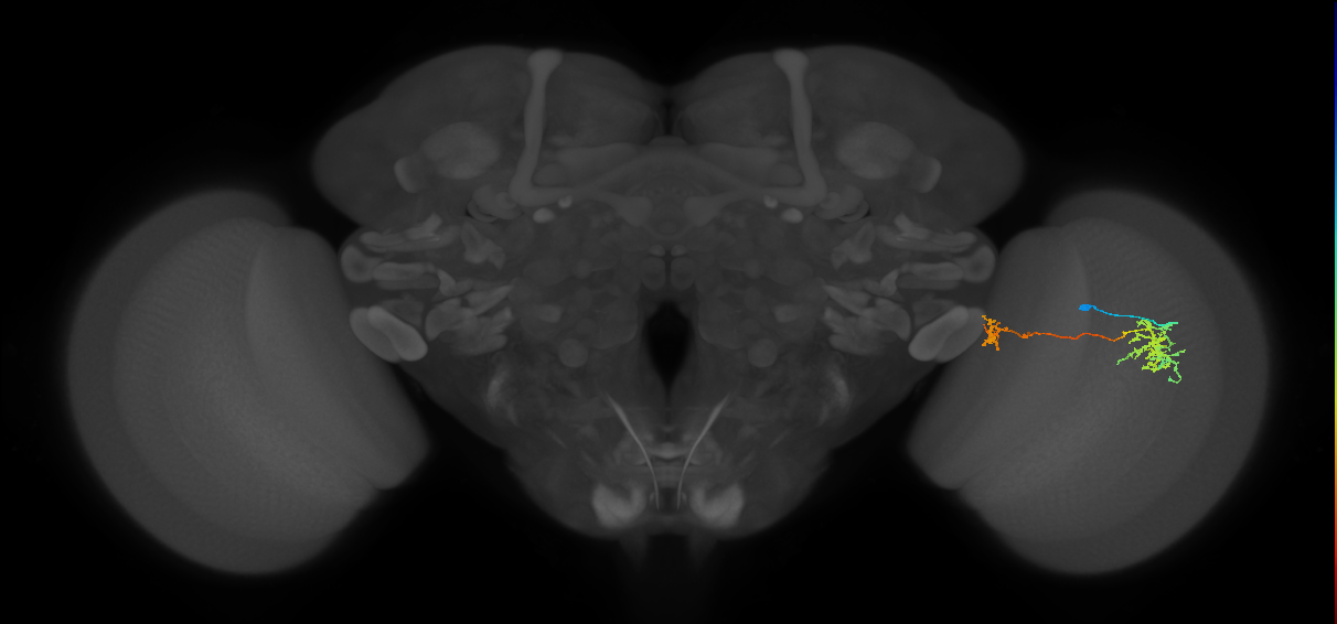 Tm38_R (MaleCNS:555643)