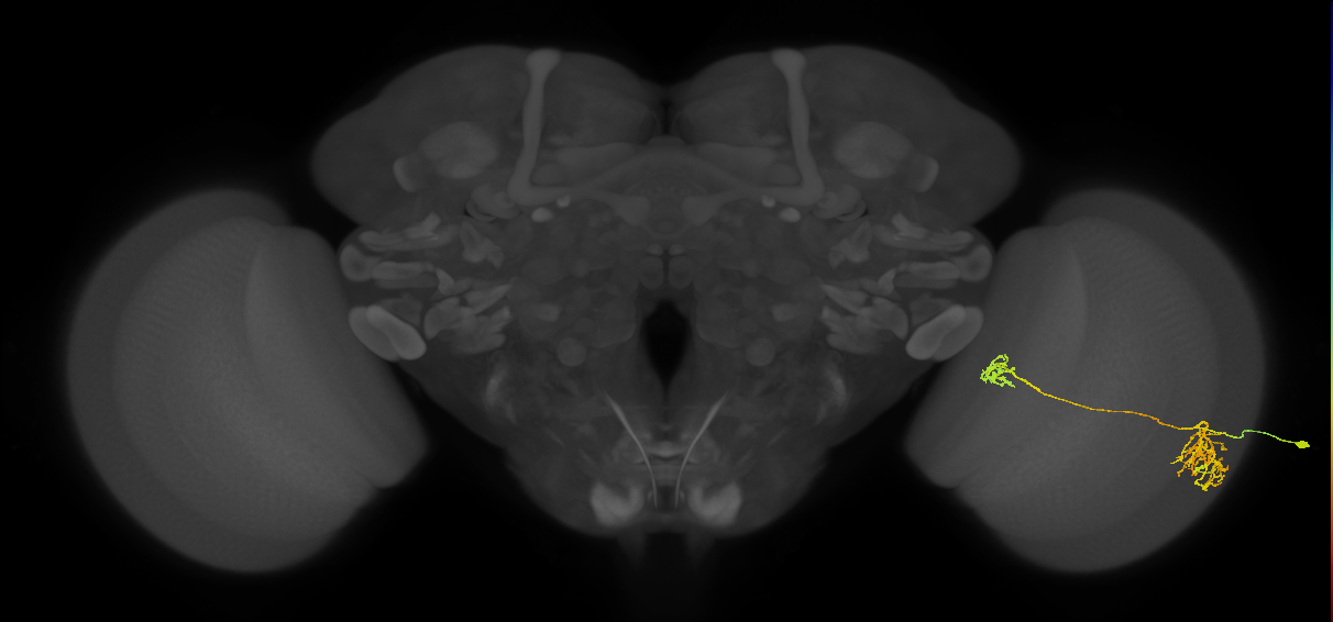 Tm38_R (MaleCNS:34138)