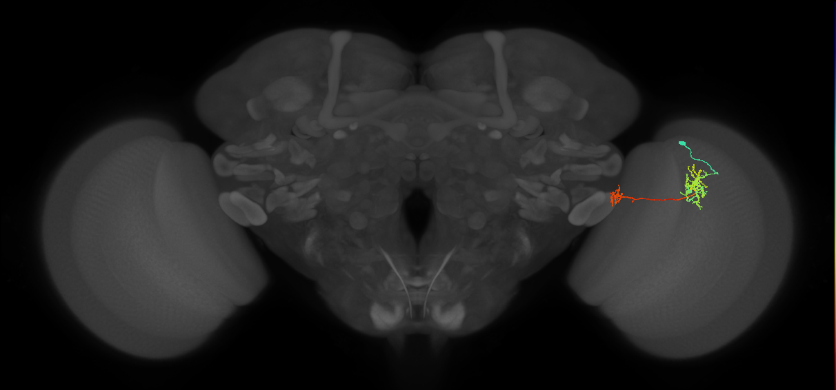 Tm38_R (MaleCNS:548345)