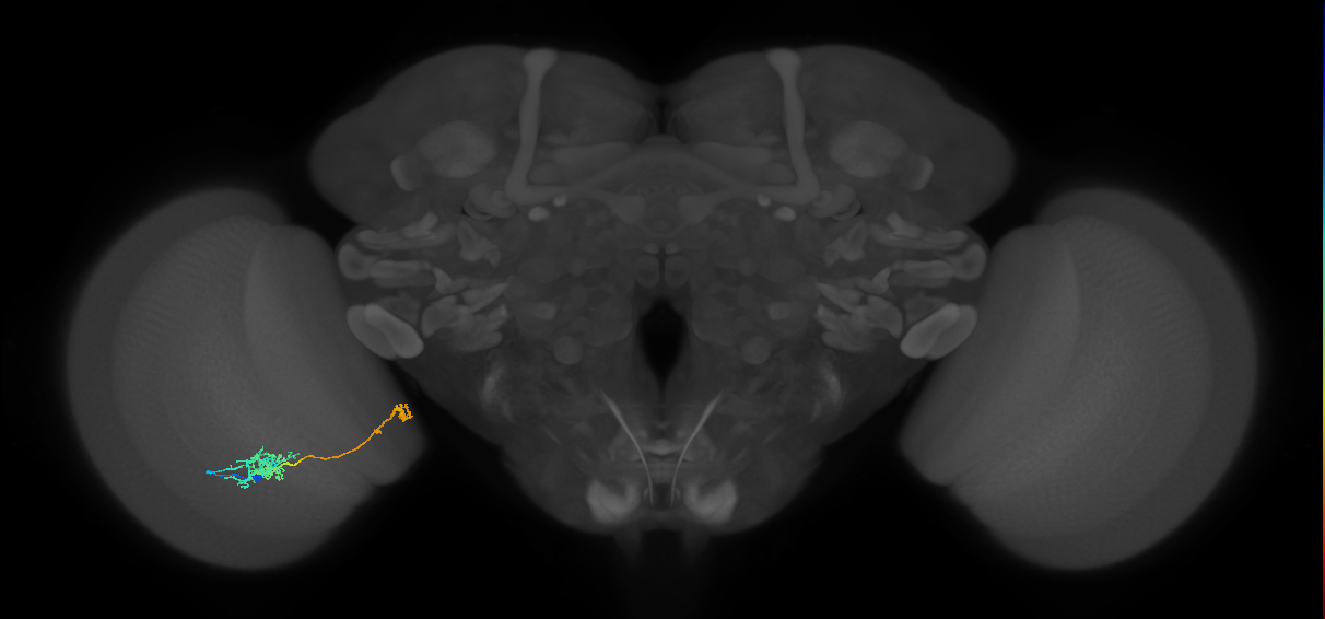 Tm38_L (MaleCNS:81531)