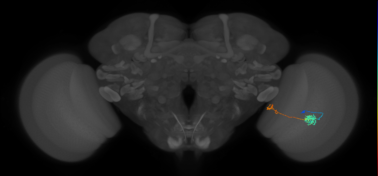 Tm38_R (MaleCNS:61491)