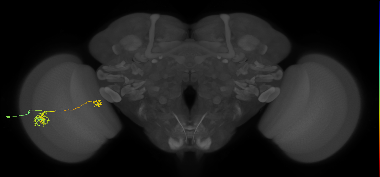 Tm38_L (MaleCNS:56269)