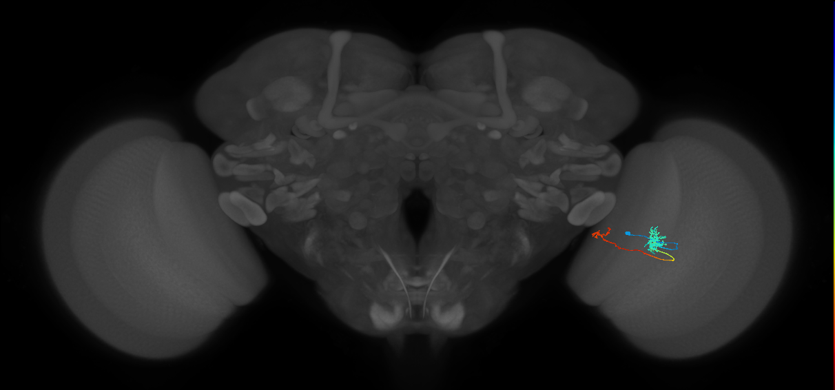 Tm39_R (MaleCNS:104810)