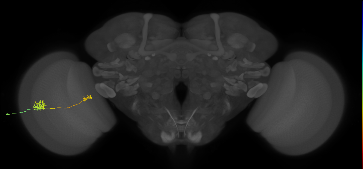 Tm39_L (MaleCNS:70419)