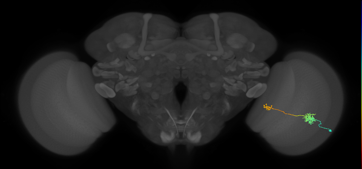 Tm39_R (MaleCNS:56954)