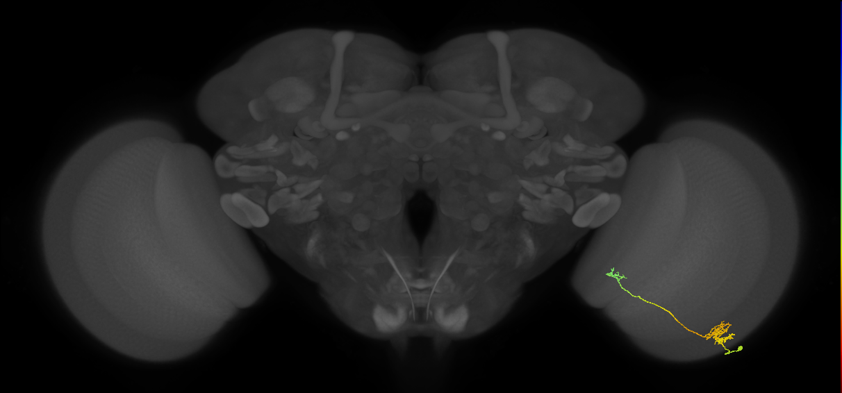 Tm39_R (MaleCNS:83986)