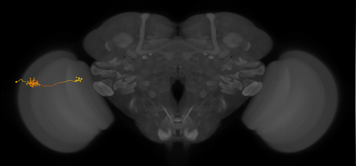 Tm39_L (MaleCNS:75532)
