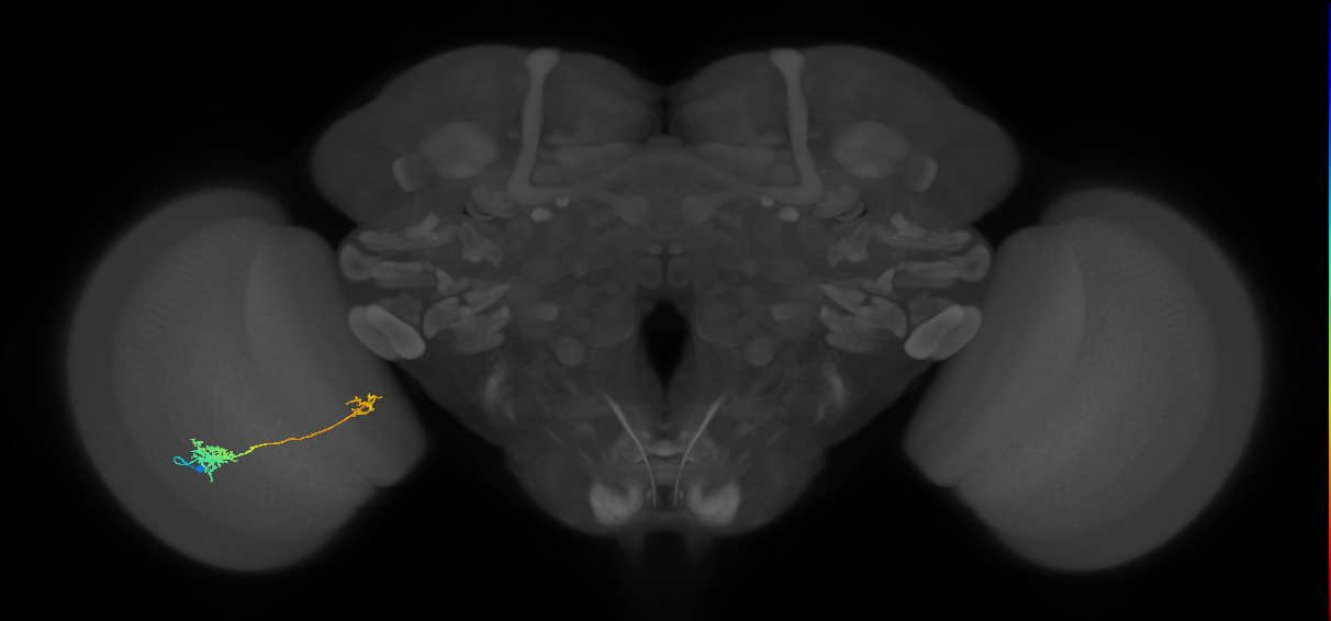 Tm39_L (MaleCNS:541453)