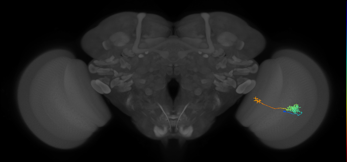 Tm39_R (MaleCNS:64063)