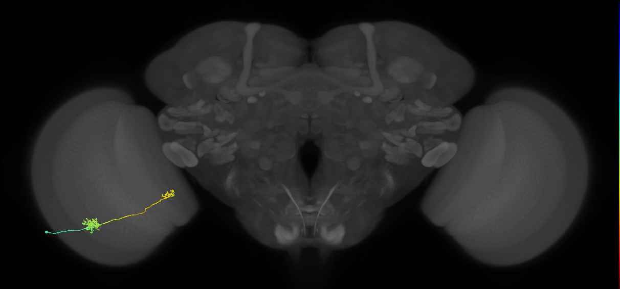 Tm39_L (MaleCNS:538968)