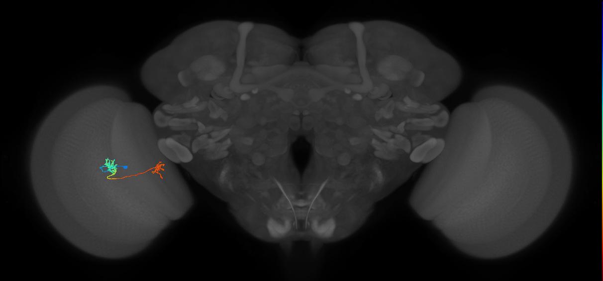 Tm39_L (MaleCNS:515007)