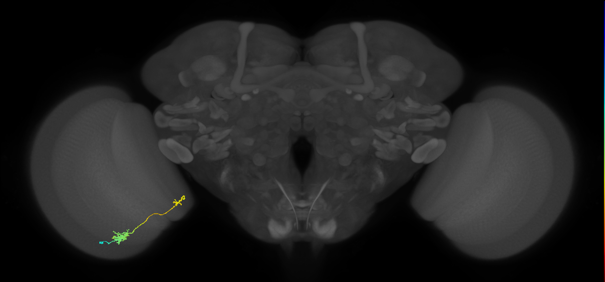 Tm39_L (MaleCNS:87240)