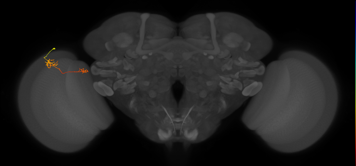 Tm39_L (MaleCNS:92965)