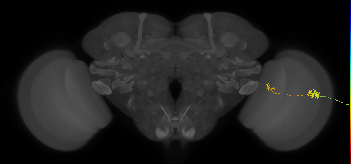 Tm39_R (MaleCNS:65145)
