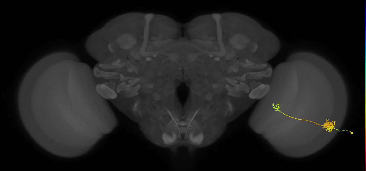 Tm39_R (MaleCNS:46310)