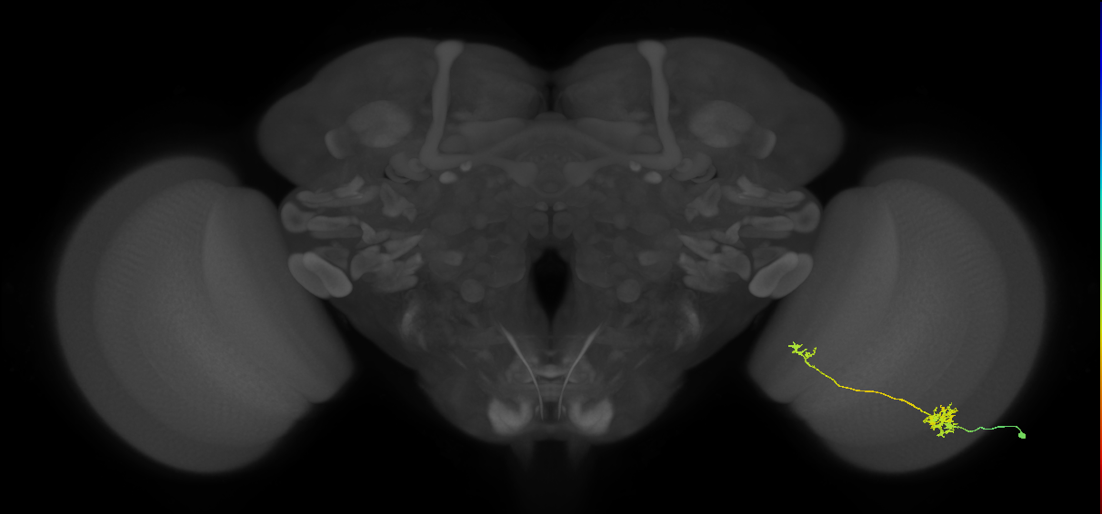 Tm39_R (MaleCNS:67056)
