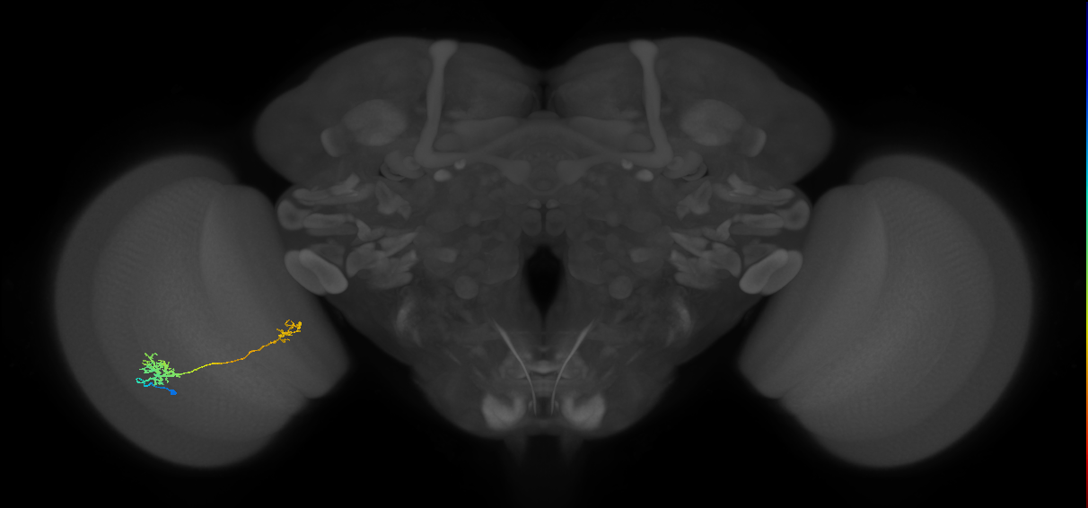 Tm39_L (MaleCNS:102159)