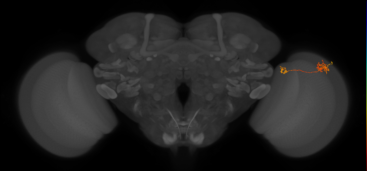 Tm39_R (MaleCNS:80810)