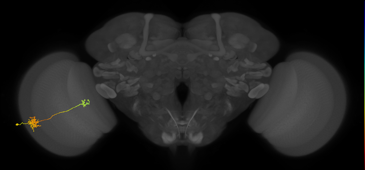 Tm39_L (MaleCNS:30338)