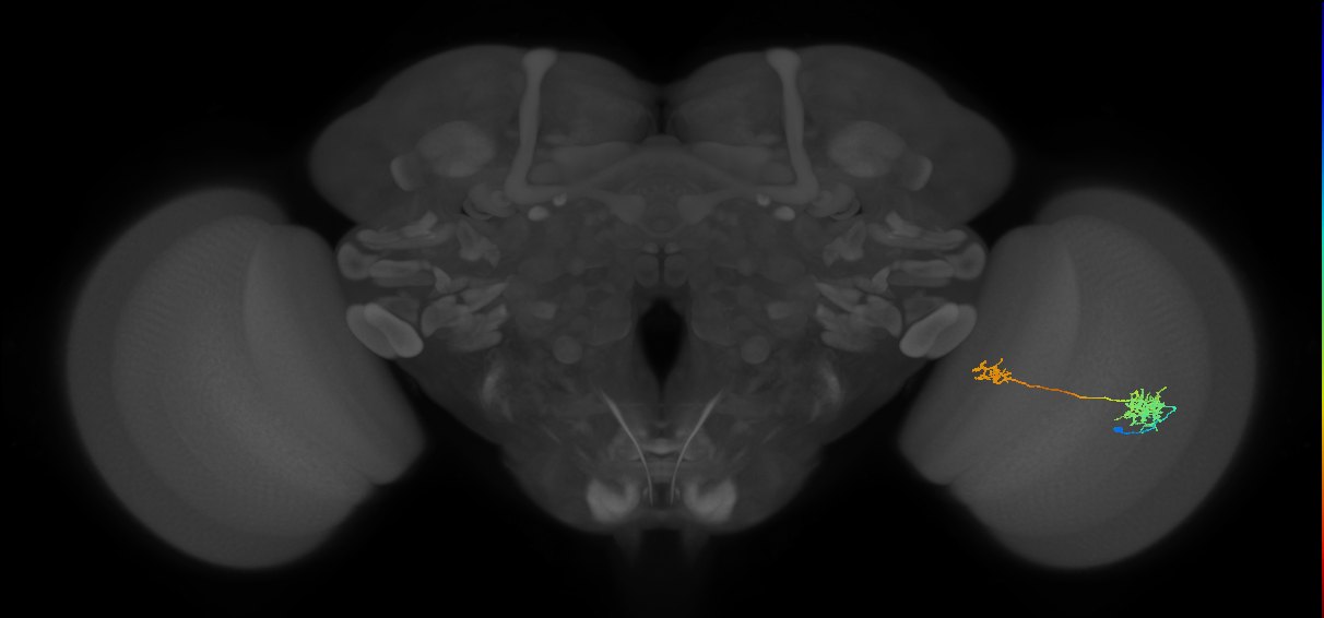 Tm39_R (MaleCNS:57236)