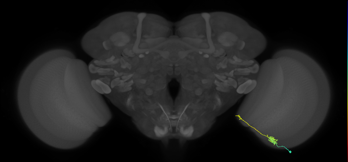 Tm39_R (MaleCNS:84754)