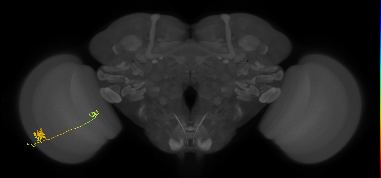 Tm39_L (MaleCNS:59341)