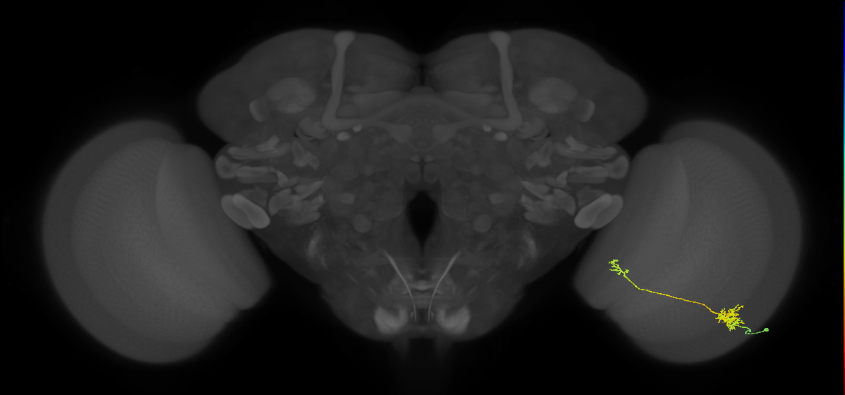 Tm39_R (MaleCNS:69565)