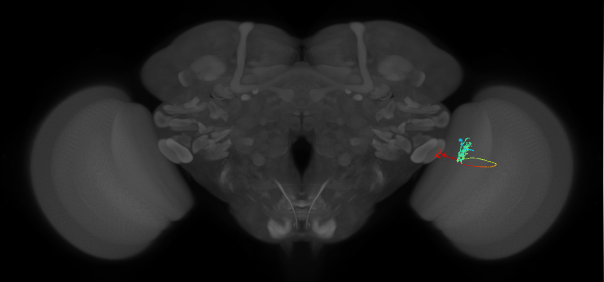 Tm39_R (MaleCNS:108635)