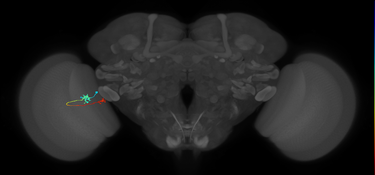 Tm39_L (MaleCNS:132256)