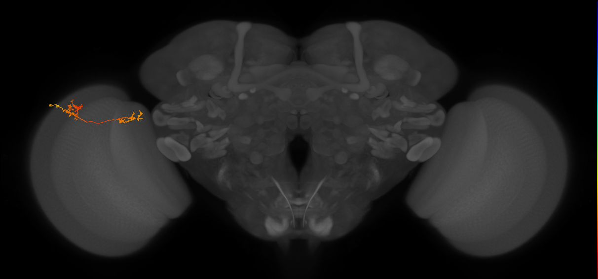 Tm39_L (MaleCNS:169242)