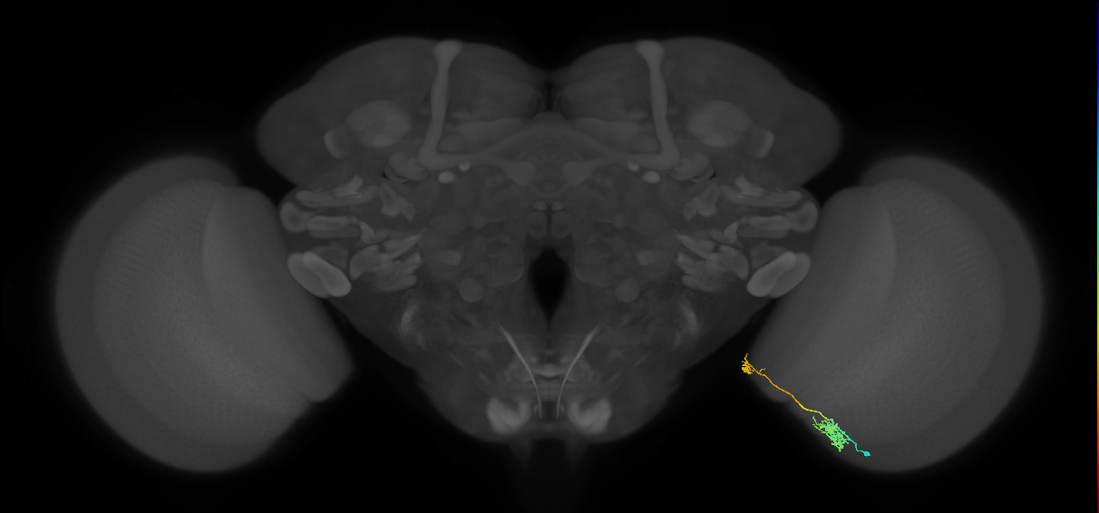 Tm39_R (MaleCNS:99457)