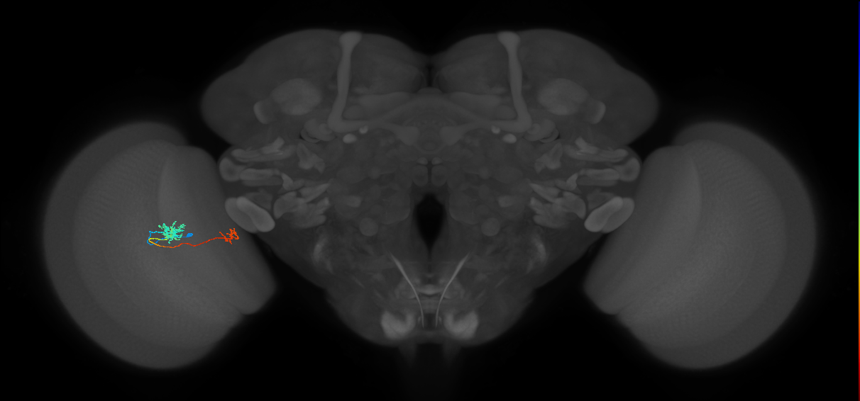 Tm39_L (MaleCNS:104859)