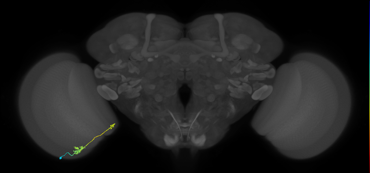 Tm39_L (MaleCNS:579965)