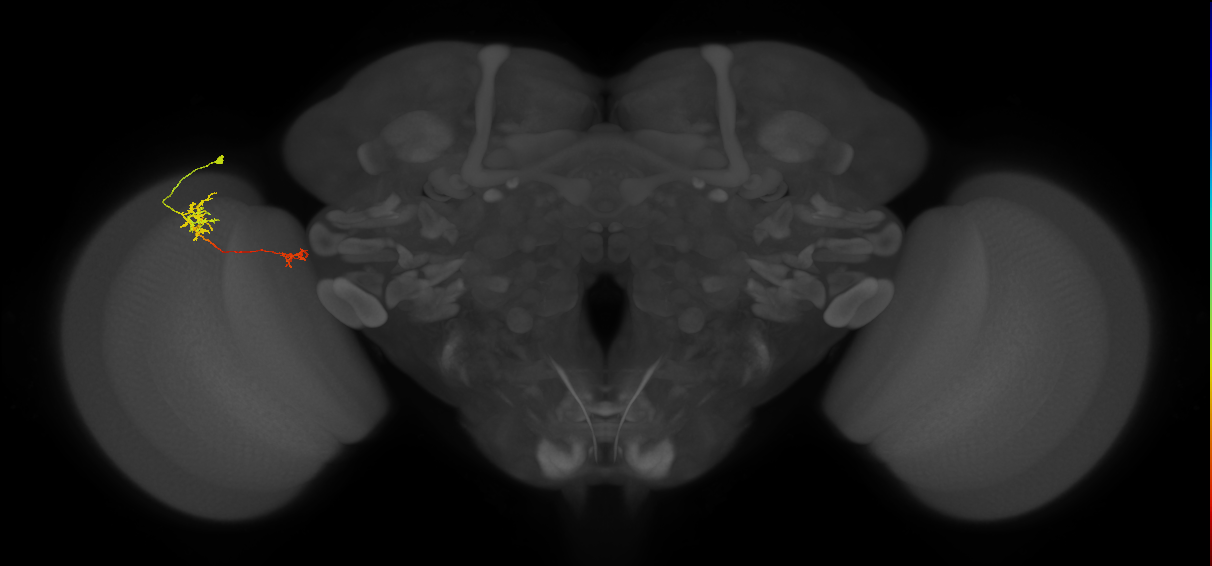 Tm39_L (MaleCNS:93451)