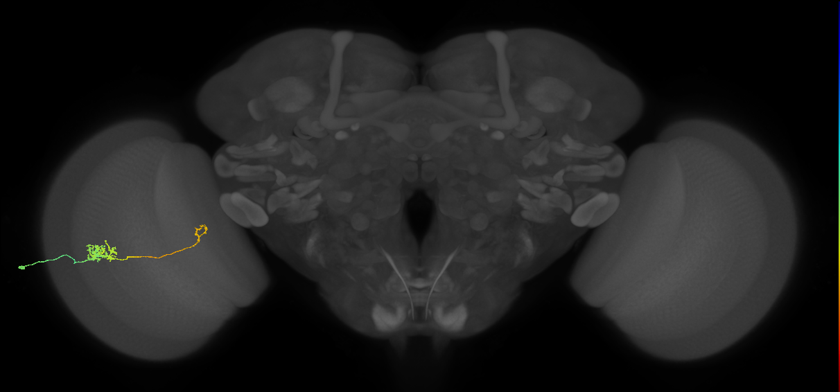 Tm39_L (MaleCNS:68299)