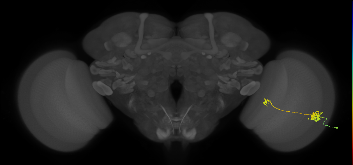 Tm39_R (MaleCNS:50645)