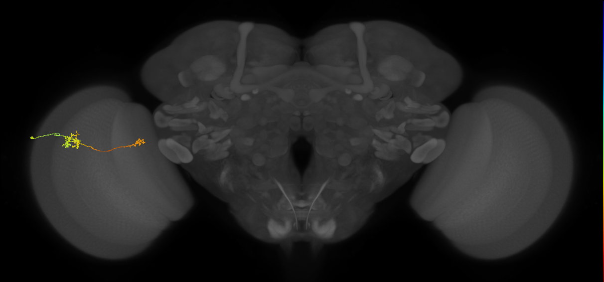 Tm39_L (MaleCNS:143524)