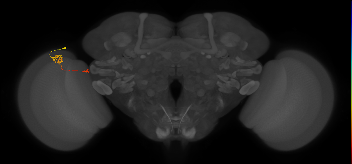 Tm39_L (MaleCNS:153878)