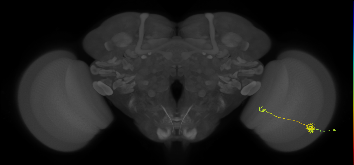Tm39_R (MaleCNS:65918)