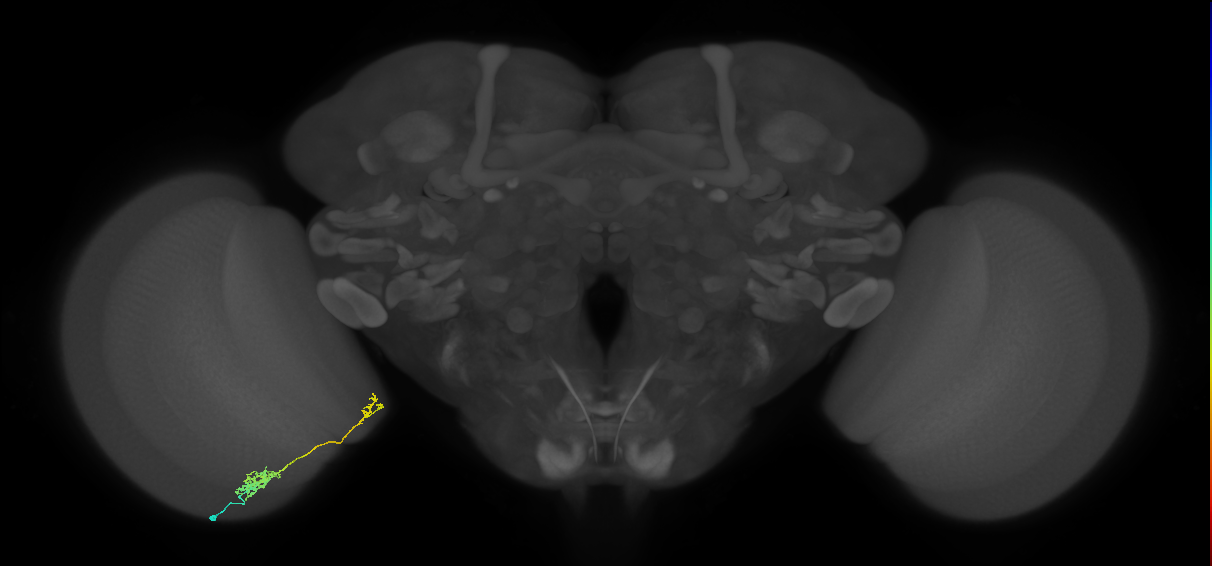 Tm39_L (MaleCNS:543554)