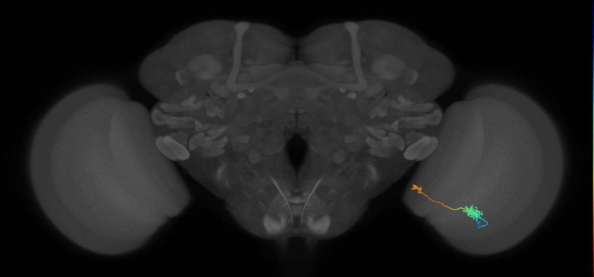 Tm39_R (MaleCNS:74497)