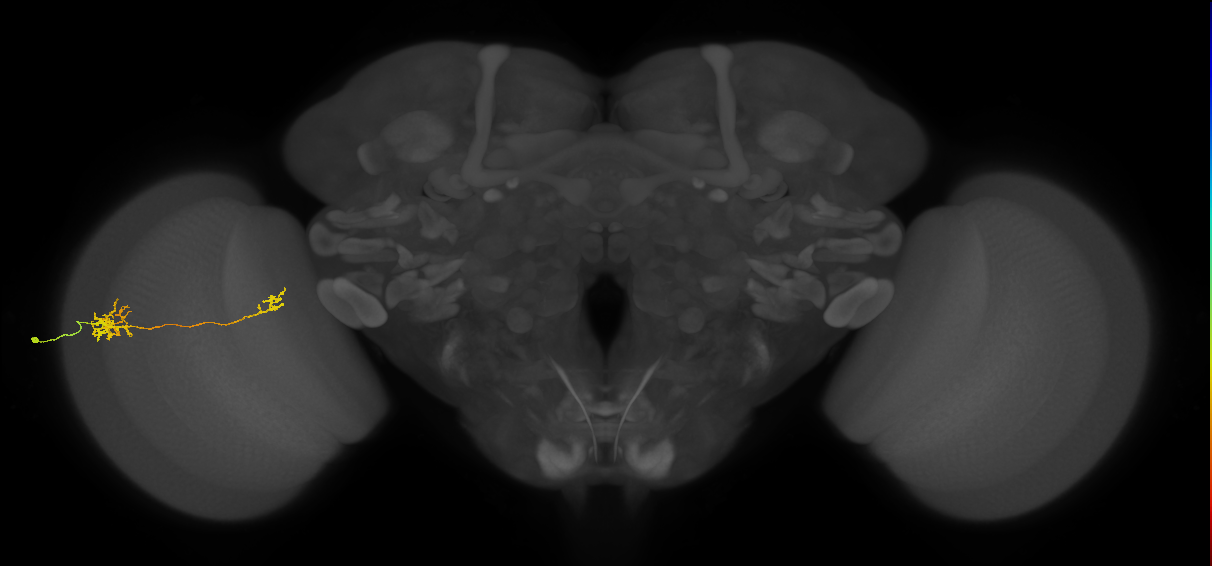 Tm39_L (MaleCNS:106776)