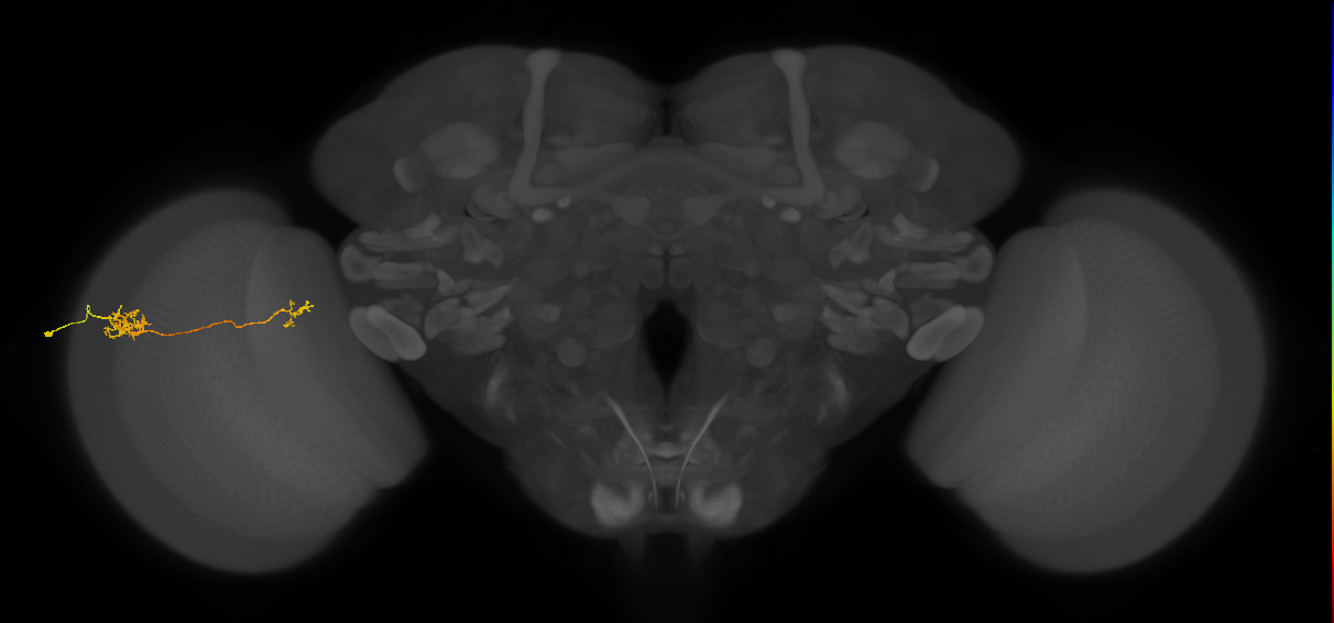 Tm39_L (MaleCNS:79365)