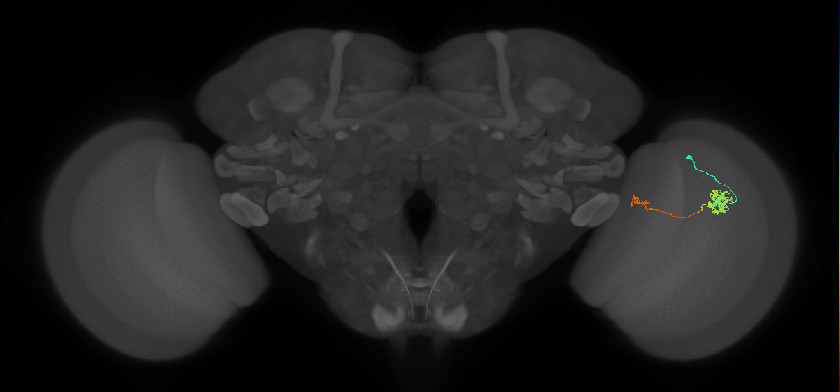 Tm39_R (MaleCNS:84919)