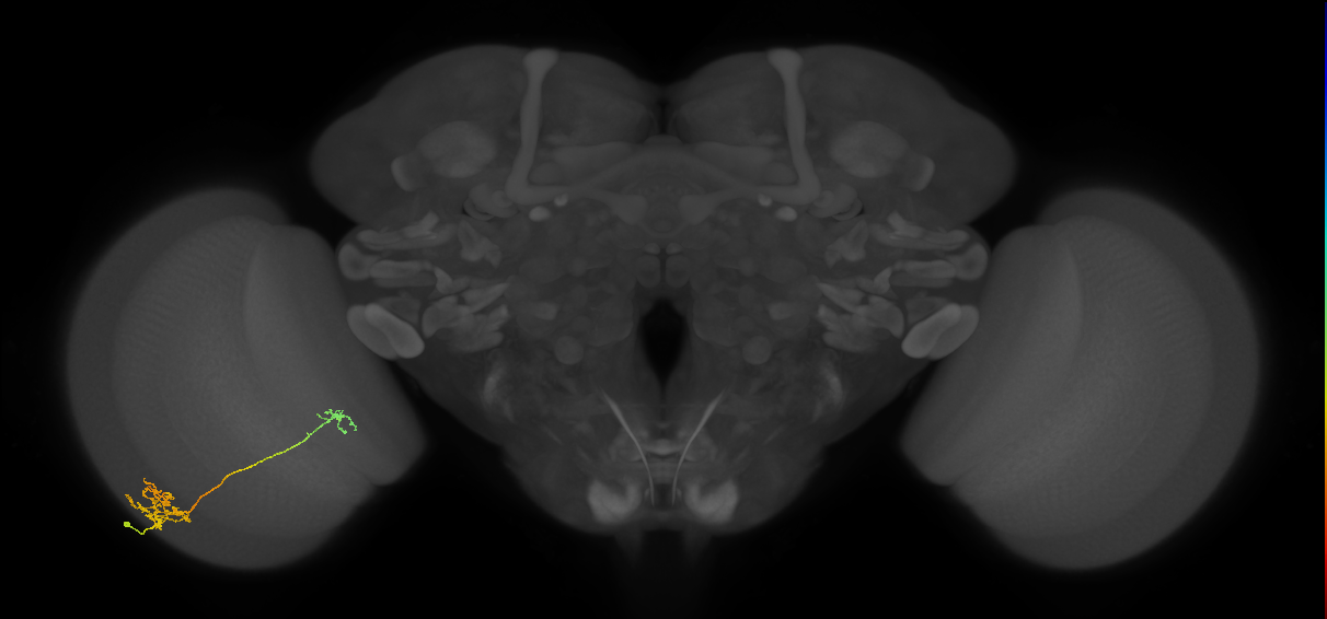 Tm39_L (MaleCNS:532300)