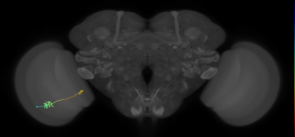 Tm39_L (MaleCNS:535540)