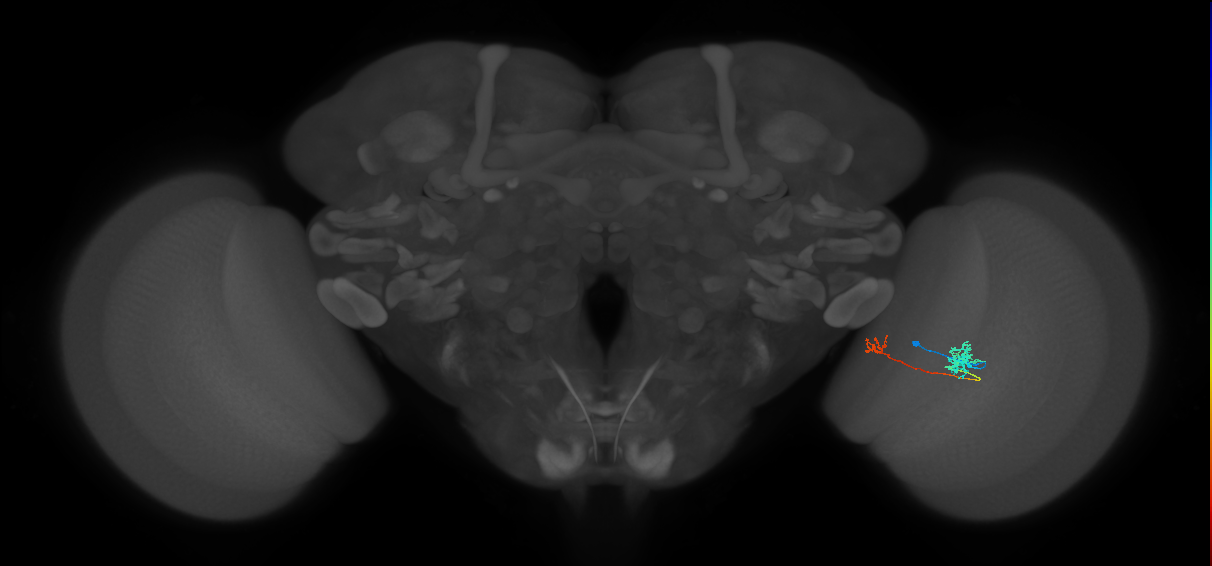 Tm39_R (MaleCNS:96438)