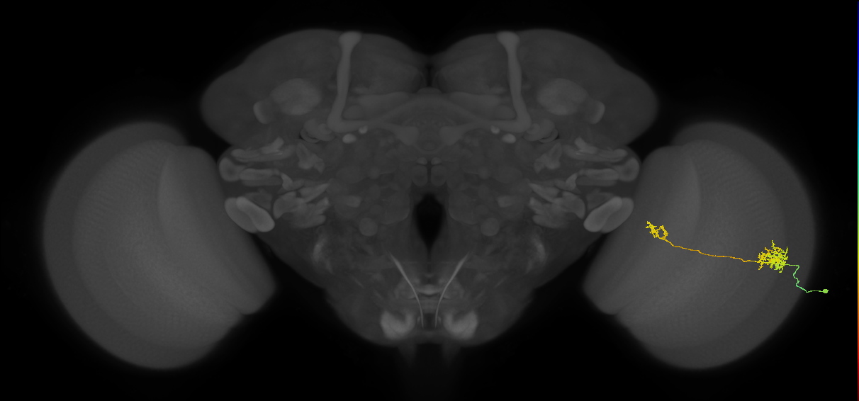 Tm39_R (MaleCNS:82879)